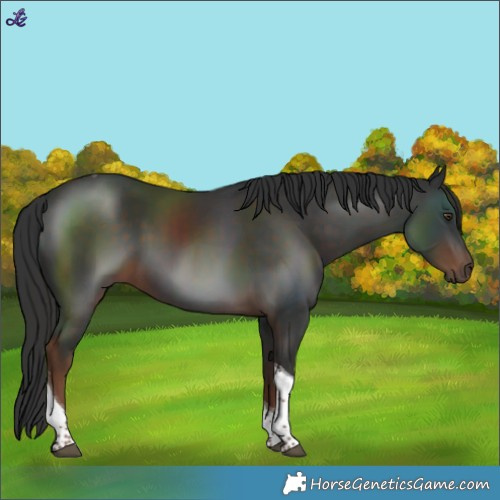 Horse Color:Liver Chestnut Tobiano 