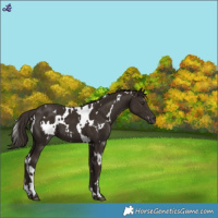 Horse Color:White Spotted Liver Chestnut 