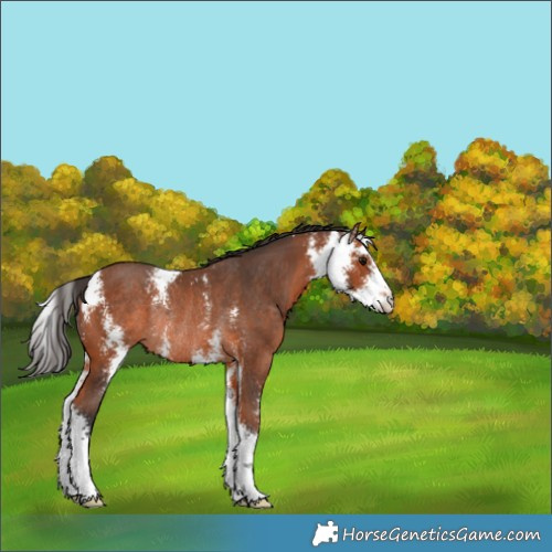 Horse Color:Bay Sabino Rabicano 