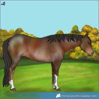 Horse Color:Liver Chestnut Tobiano 