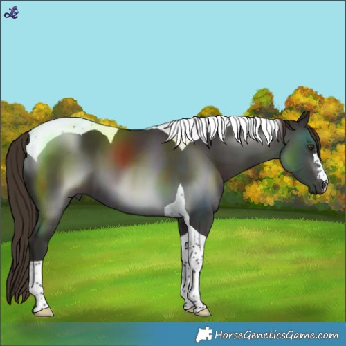 Horse Color:Liver Chestnut Tobiano 