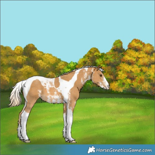 Horse Color:Palomino Sabino Tobiano 