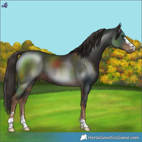 Horse Color:Liver Chestnut 