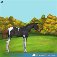 Horse Color:Liver Chestnut Tobiano