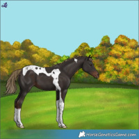 Horse Color:Liver Chestnut Tobiano 