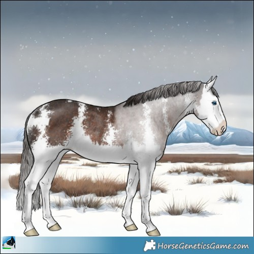 Horse Color:Liver Chestnut Sabino Splash Rabicano 