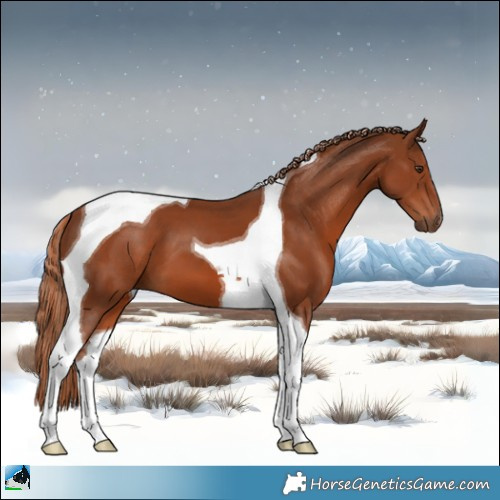 Horse Color:Chestnut Tobiano 