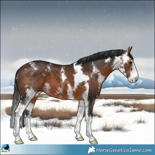 Horse Color:Bay Sabino 