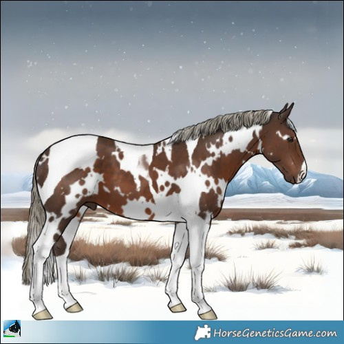 Horse Color:White Spotted Liver Chestnut Mushroom Tobiano 