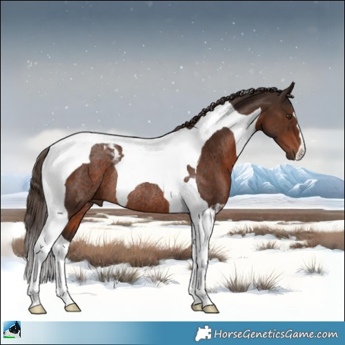 Horse Color:Liver Chestnut Tobiano Rabicano 