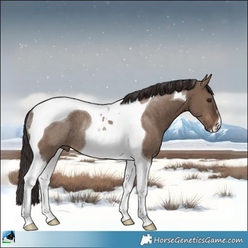 Horse Color:Liver Red Dun Tobiano Rabicano 