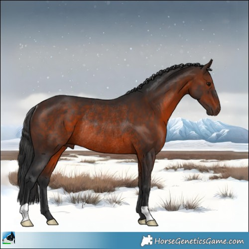 Horse Color:Brown Rabicano 