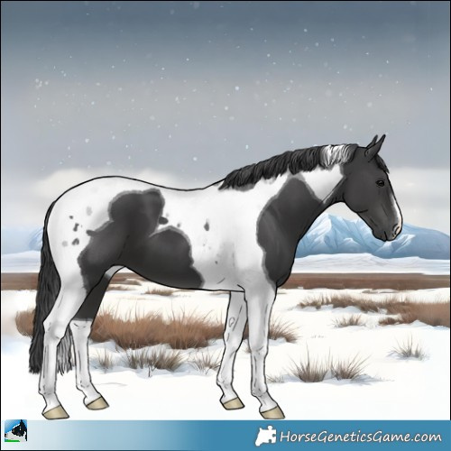 Horse Color:Black Tobiano 