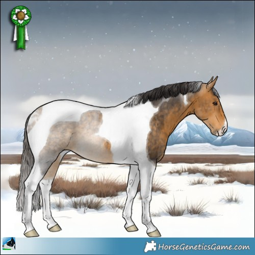 Horse Color:Buckskin Mushroom Tobiano Rabicano 