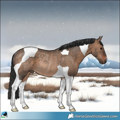 Horse Color:Brown Dun Tobiano Rabicano 