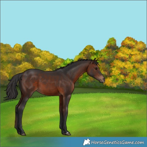 Horse Color:Brown 