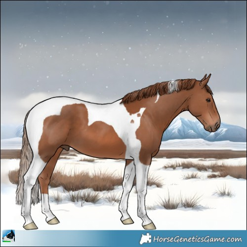 Horse Color:Chestnut Tobiano 