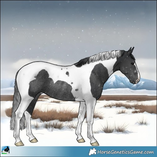 Horse Color:Black Tobiano Rabicano 