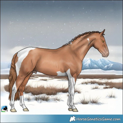 Horse Color:Gold Champagne Tobiano 