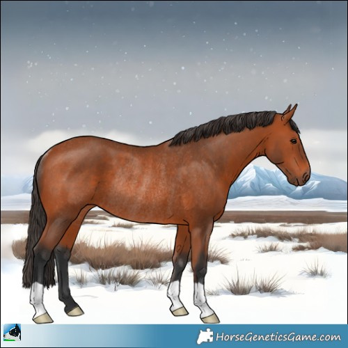 Horse Color:Bay Rabicano 