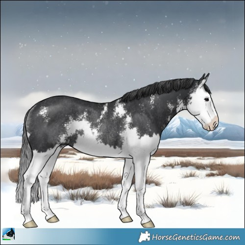 Horse Color:Black Sabino Splash Rabicano 