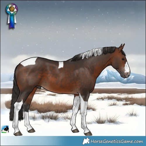 Horse Color:Brown Tobiano 