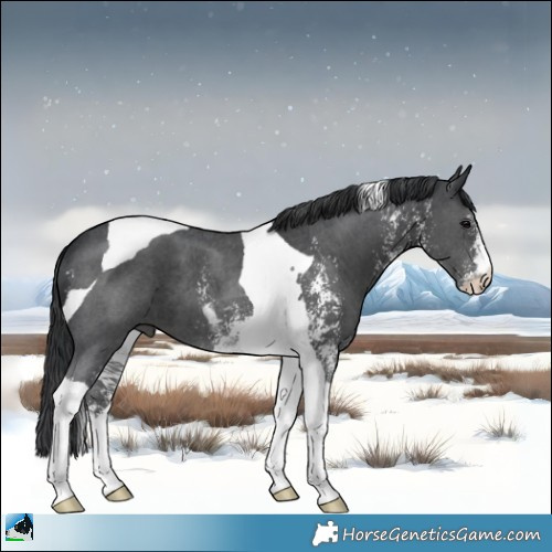 Horse Color:Black Sabino Tobiano 