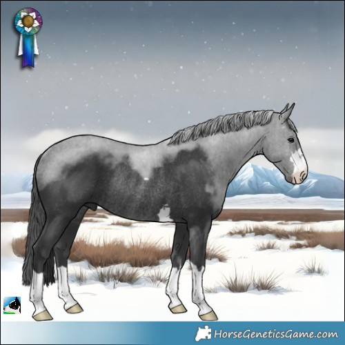 Horse Color:Black Mushroom Rabicano 