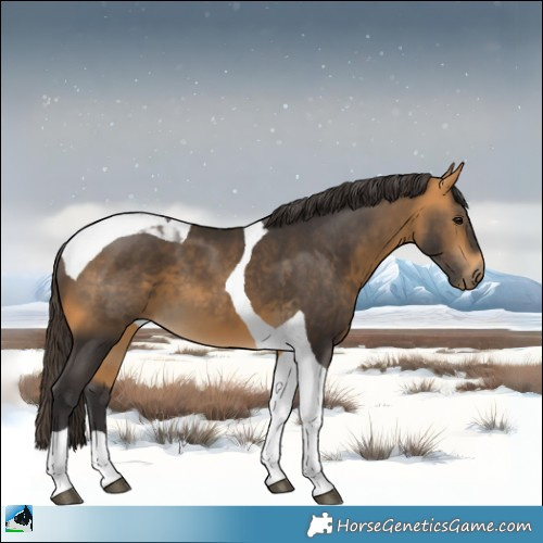 Horse Color:Buckskin Tobiano 