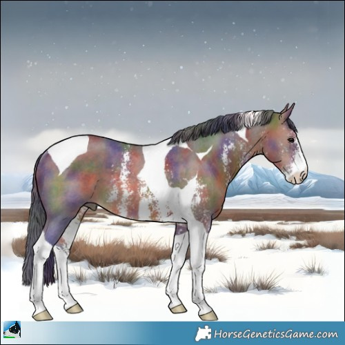 Horse Color:Nacre Bay Sabino Tobiano Rabicano 
