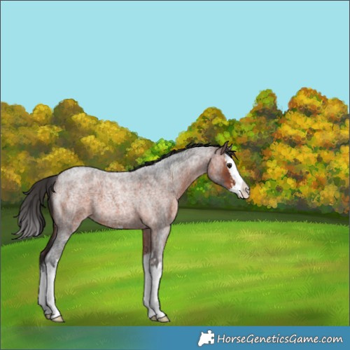 Horse Color:Bay Roan Sabino Splash 