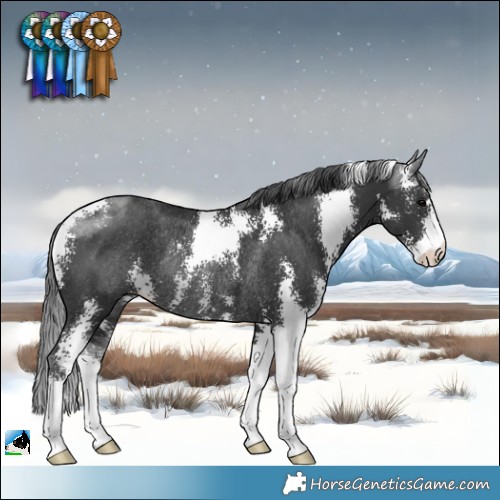 Horse Color:Black Sabino Rabicano 