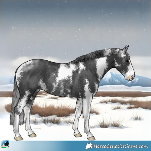 Horse Color:Black Sabino Rabicano 