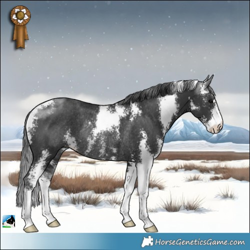 Horse Color:Black Sabino Rabicano 