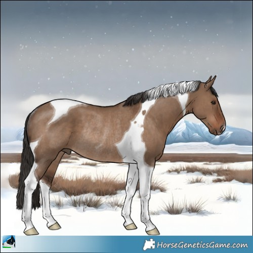 Horse Color:Liver Red Dun Tobiano Rabicano 