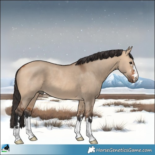 Horse Color:Bay Dun 