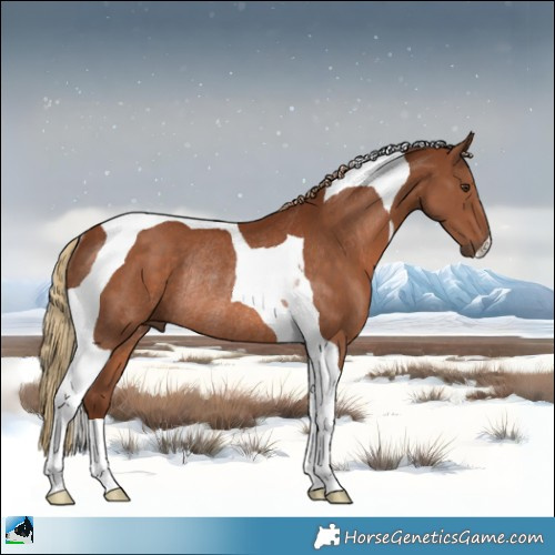 Horse Color:Chestnut Tobiano Rabicano 