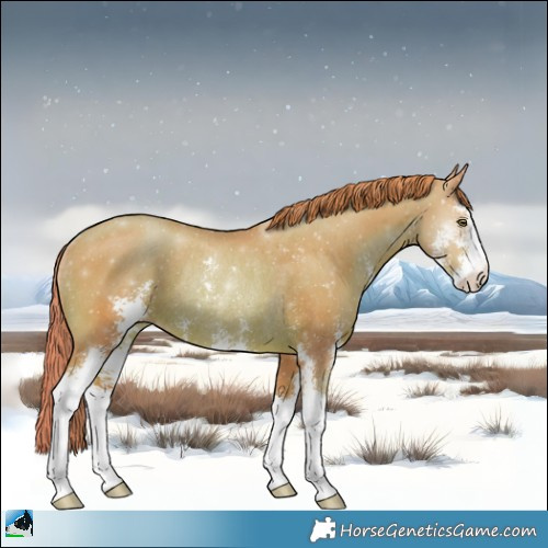 Horse Color:Watercolor Gold Champagne Sabino Rabicano 