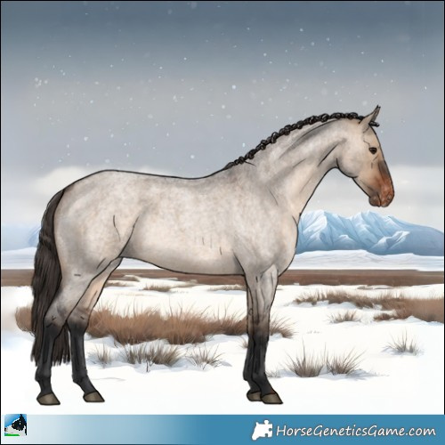 Horse Color:Brown Roan Dun Appaloosa 