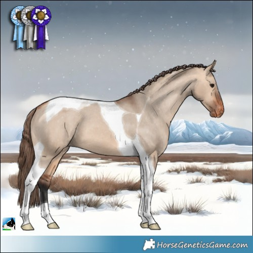 Horse Color:Bay Dun Tobiano Appaloosa 