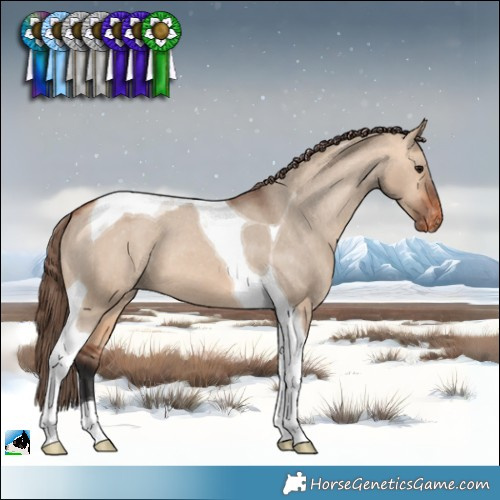 Horse Color:Bay Dun Tobiano Appaloosa 