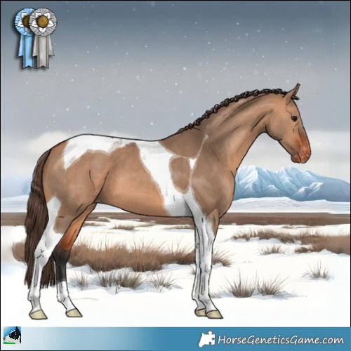 Horse Color:Bay Dun Tobiano Appaloosa 