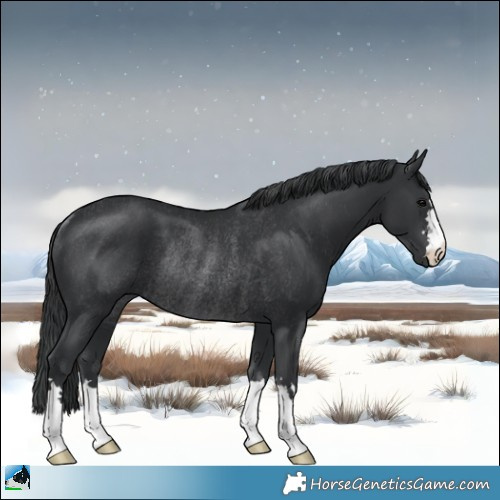 Horse Color:Black Rabicano 