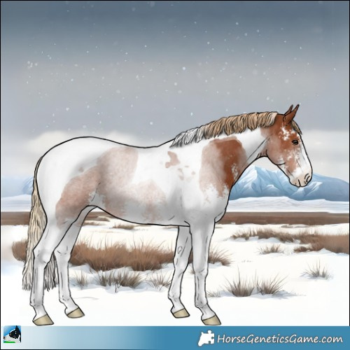 Horse Color:Chestnut Sabino Tobiano Rabicano 