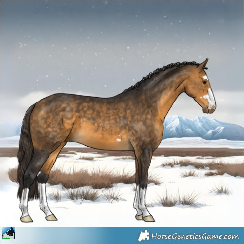 Horse Color:Buckskin 