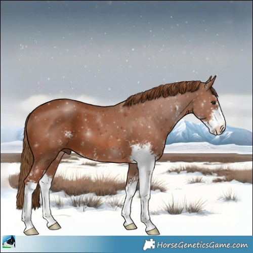 Horse Color:Chestnut Sabino 