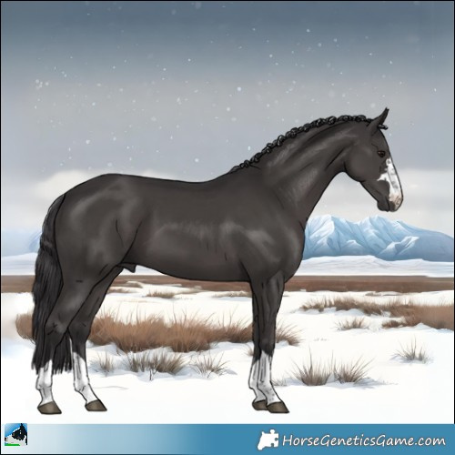 Horse Color:Smoky Black 