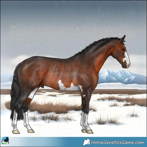 Horse Color:Brown Rabicano 