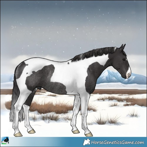 Horse Color:Smoky Black Tobiano Rabicano 