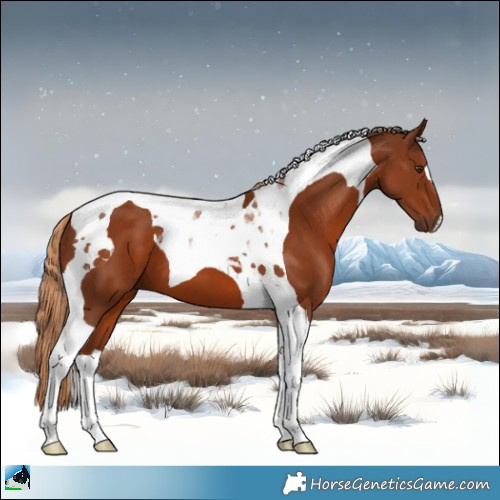 Horse Color:Chestnut Tobiano 